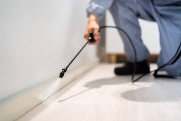 Licensed Termite Control service in Mansfield Center, MA - Nex Pest Control